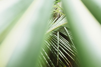 近距离拍摄的绿色棕榈植物